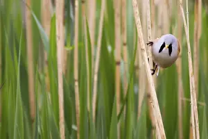 Bearded Tit (Panurus biarmicus) close up in the wild