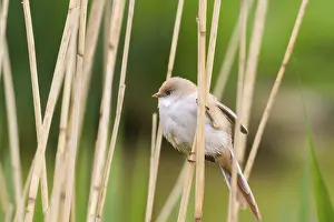 Bearded Tit (Panurus biarmicus) close up in the wild