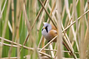 Bearded Tit (Panurus biarmicus) close up in the wild
