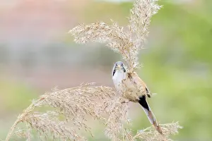 Bearded Tit (Panurus biarmicus) close up in the wild