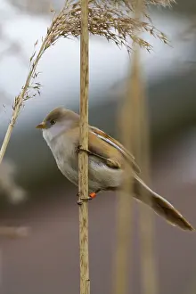 Bearded Tit (Panurus biarmicus) close up in the wild