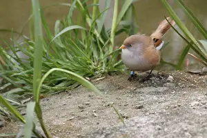 Bearded Tit (Panurus biarmicus) close up in the wild