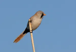 Bearded Tit (Panurus biarmicus russicus)