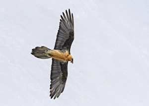 Bearded vulture (Gypaetus barbatus)