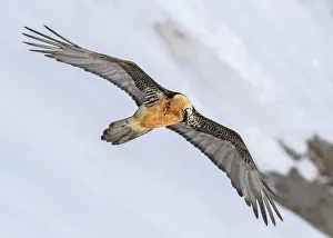 Bearded vulture (Gypaetus barbatus)