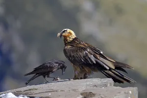 Bearded Vulture (Gypaetus barbatus)
