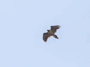 Bearded vulture (Gypaetus barbatus)