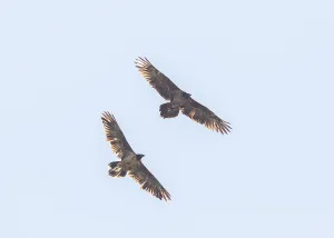 Bearded vulture (Gypaetus barbatus)