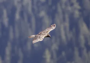 Bearded vulture (Gypaetus barbatus)