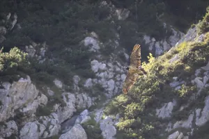 Bearded vulture (Gypaetus barbatus)