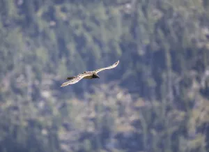 Bearded vulture (Gypaetus barbatus)