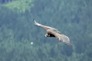 Bearded vulture (Gypaetus barbatus)