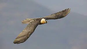 A bearded vulture soars gracefully against a clear Pyrenees backdrop