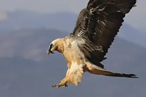 A bearded vulture soars majestically over the Pyrenees