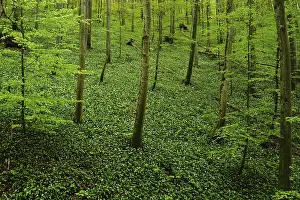 Bear's garlic in the deciduous forest at the foot of the Swabian Alb