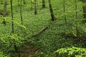 Bear's garlic in the deciduous forest at the foot of the Swabian Alb
