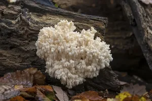 Bear's head (Hericium coralloides)