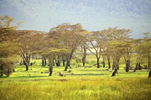 Beautiful African landscape with acacia