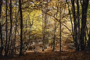 Beautiful autumn beech forest with yellow colors