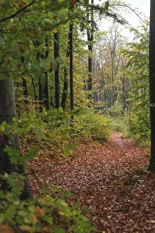 Beautiful Autumn forest with different trees