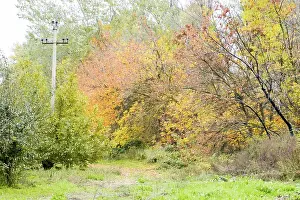Beautiful autumn park. Yellow leaves on the trees