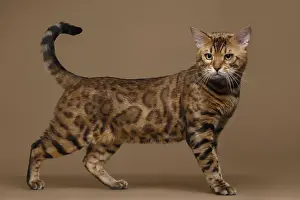 Beautiful Bengal Cat Stands on Brown background