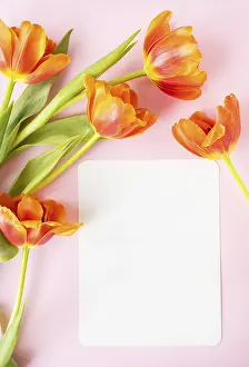 A beautiful bouquet of orange peony tulips along with a white card in the middle isolated on a pink background