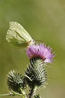 Beautiful brimstone (Gonepteryx rhamni)