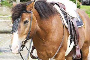 Beautiful brown horse