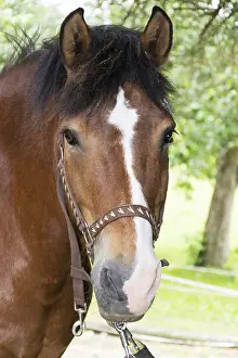 Beautiful brown horse