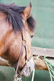 Beautiful brown horse