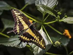A beautiful butterfly with black and yellow wings eating from a flower in Sassari