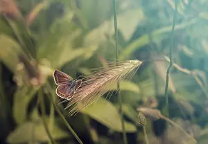 A beautiful butterfly perched on an green grass of a meadow