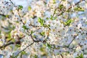 Beautiful cherry blooming tree close up during spring season