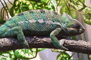 Beautiful close up photo of lizard Panther chameleon