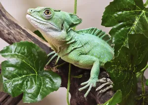 Beautiful close up photo of lizard Plumed basilisk