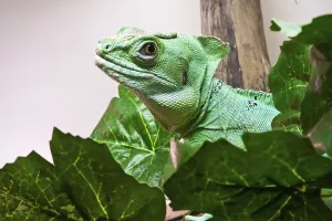 Beautiful close up photo of lizard Plumed basilisk