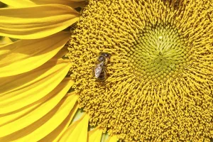 Beautiful close-up photo of big yellow sunflower