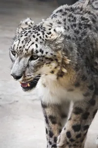 Beautiful close-up photo of rare Snow Leopard