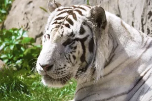 Beautiful close-up portrait of majestic White Tiger