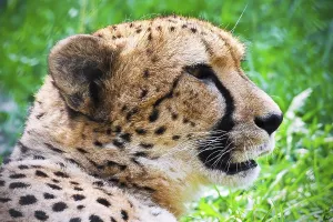 Beautiful close-up portrait of young graceful Cheetah