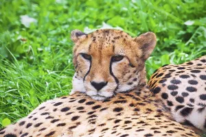 Beautiful close-up portrait of young graceful Cheetah