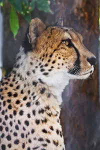 Beautiful close-up portrait of young graceful Cheetah