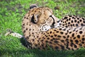 Beautiful close-up portrait of young graceful Cheetah