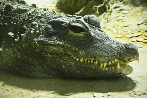Beautiful closeup photo of big green crocodile
