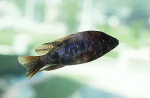 Beautiful colorful fish swims in the aquarium environment