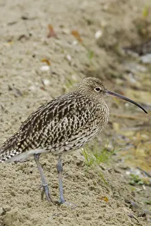 A beautiful Curlew closeup standing at rest