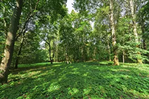 Beautiful deciduous forest on a summer day