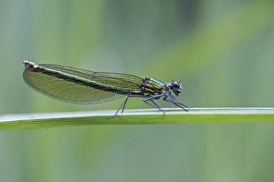 Beautiful Demoiselle (Calopteryx virgo)