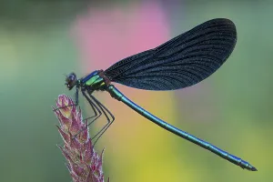 Beautiful Demoiselle (Calopteryx virgo)